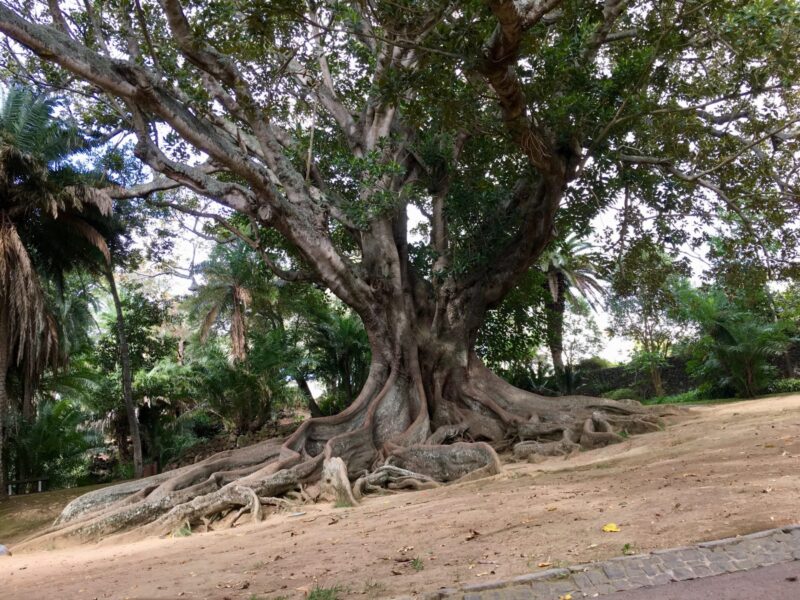 Baum, Wurzeln, Ursprung