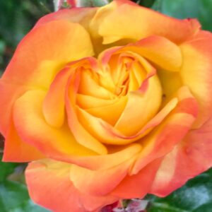 Liebe, Selbstliebe, Rose